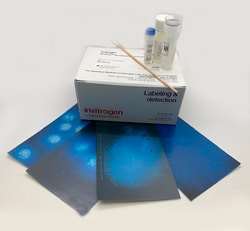 Invitrogen™ MycoFluor™ Mycoplasma Detection Kit