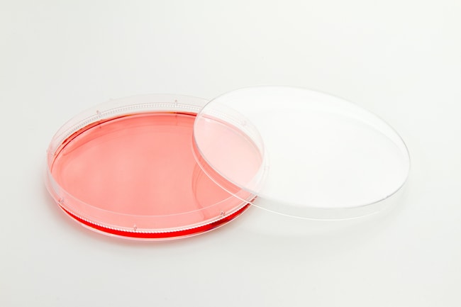 Thermo Scientific™ Nunc™ EasYDish™ Cell Culture Dishes, TC Surface